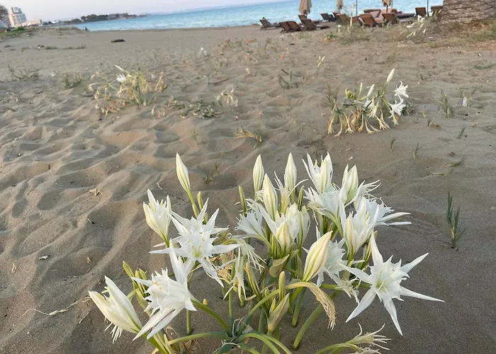 Family Friendly Modern Flat In Caesar &spa, Long Iskele, Kktc Apartamento Iskele District (Northern Cyprus)